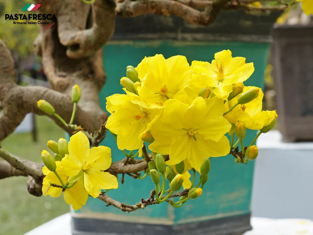 Playing apricot flowers on Tet days not only to decorate your living space but also to pray for a lucky new year with good weather and wind.