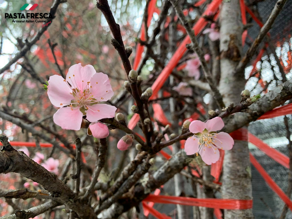 I fiori di pesco con il loro colore rosa delicato e brillante trasmettono la bellezza della primavera