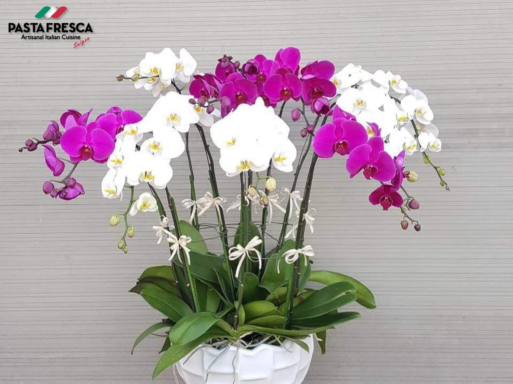 Orchids are considered a symbol of elegant and noble beauty