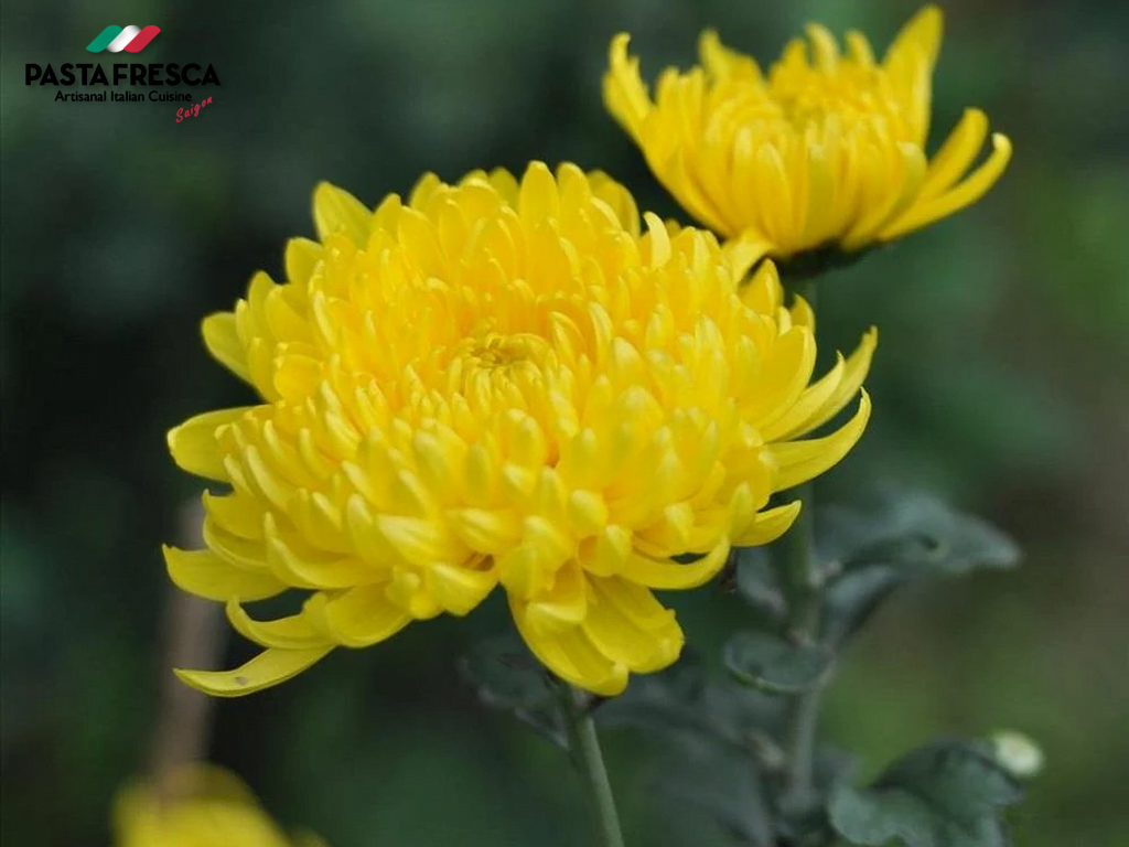 当家庭选择菊花作为春节祭坛花时，菊花的优点是寿命长且耐久度高